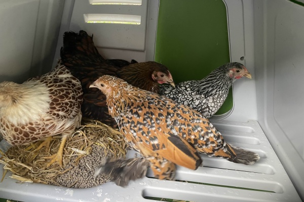 Les Poules